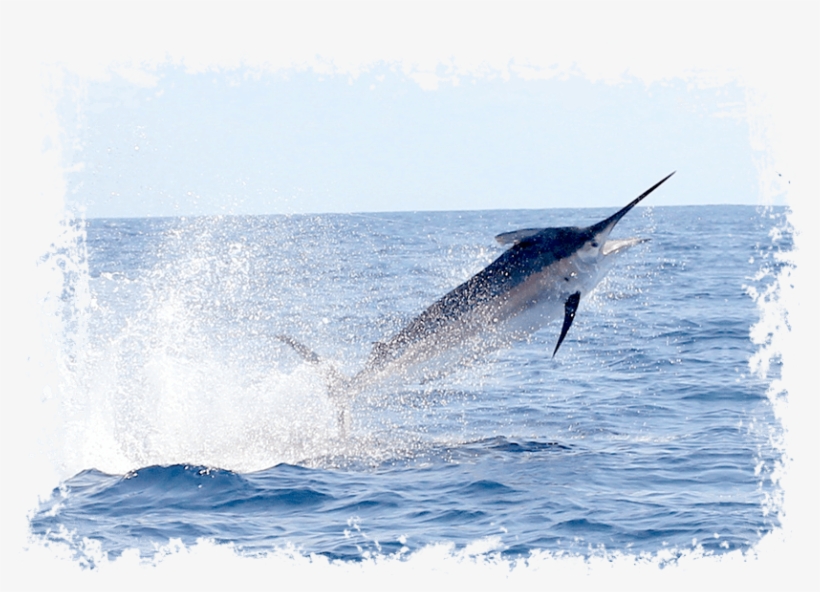 Black Marlin - Atlantic Blue Marlin, transparent png