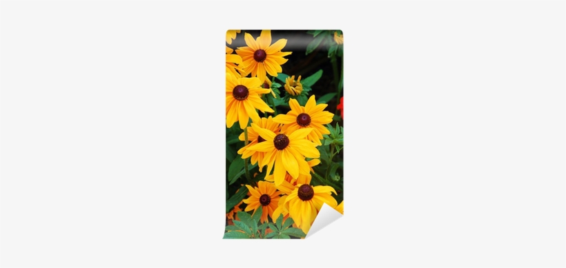Black-eyed Susan Flowers In Full Bloom Wall Mural • - Schöner Gelber Sonnenblumedruck Grußkarte, transparent png
