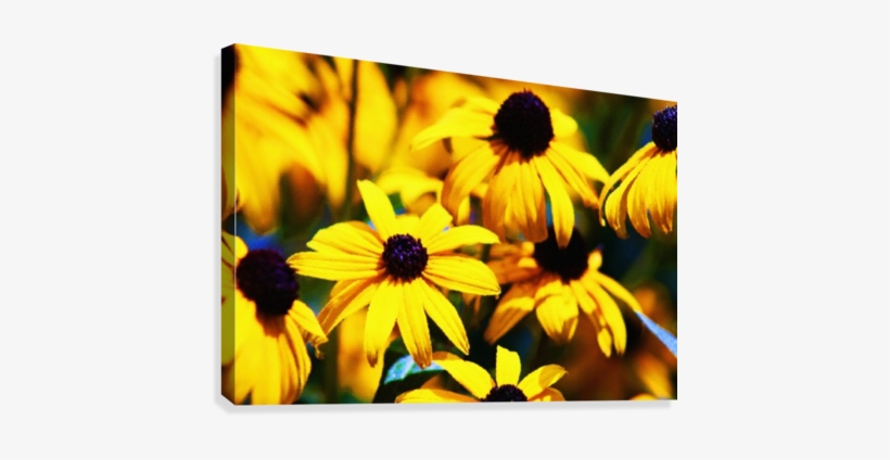 Black Eyed Susan's In The Morning Canvas Print - Black Eyed Susan's In The Morning Round Ornament, transparent png