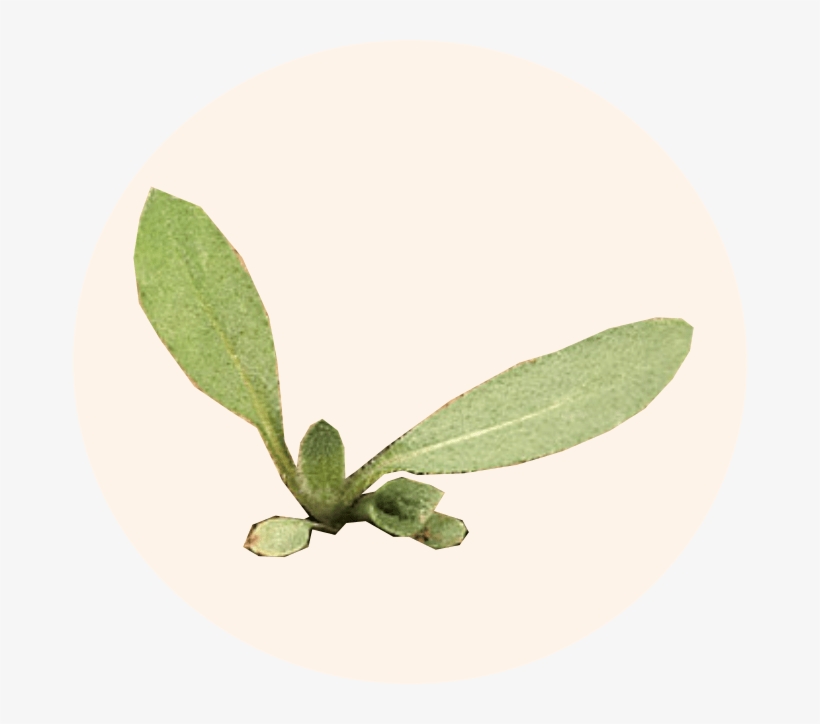 Pioneer Plant Americas Most Common Wildflower Meadow - Black-eyed Susan, transparent png