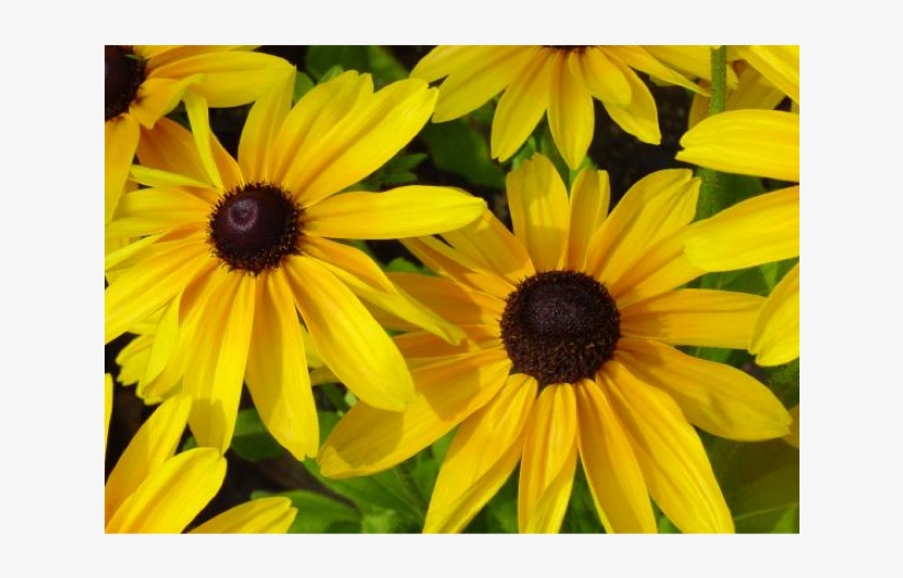 Black-eyed Susans Flowers Are Also Called As Gloriosa - Dry Area Wildflower Seed Mix - Annuals And Perennials, transparent png