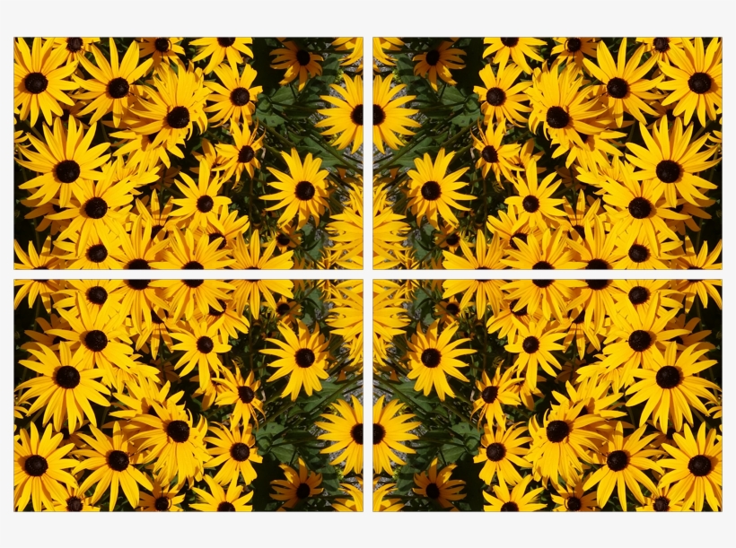Black-eyed Susan, transparent png