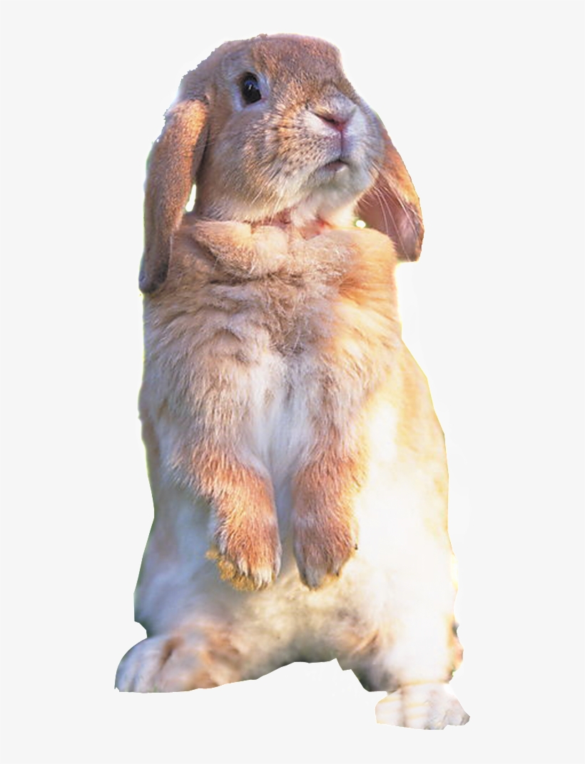 Hd Cute Rabbit Rabbit Static Png - Cute Rabbit, transparent png