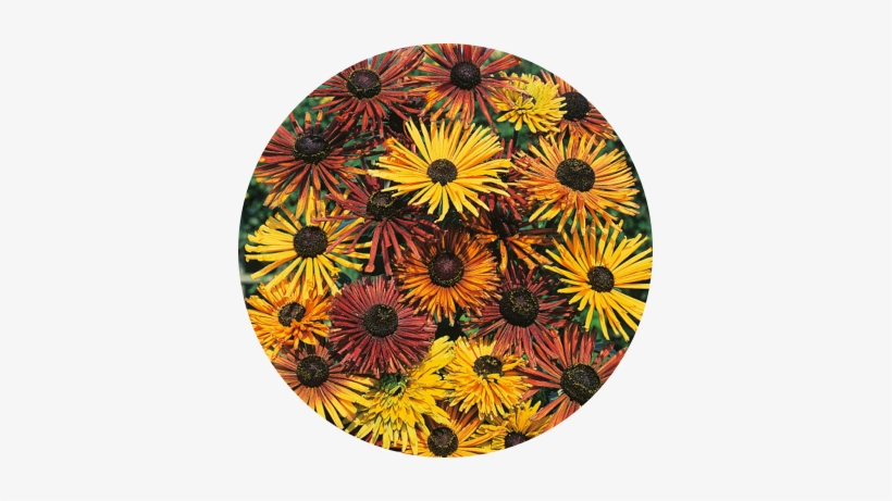 The Captivating Blooms Of Rudbeckia Hirta 'becky Cinnamon - Mr Fothergill's Rudbeckia Chim Chiminee Seeds, transparent png