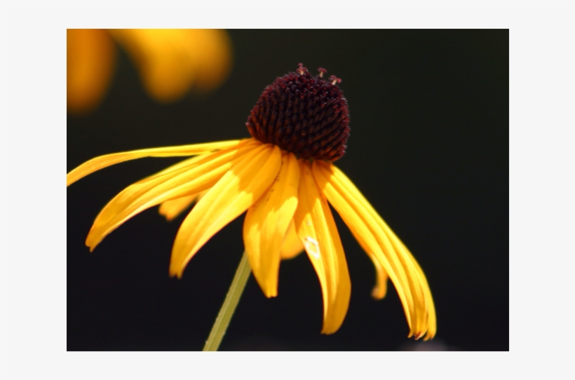 Where Is It Found - Maryland Black Eyed Susan, transparent png