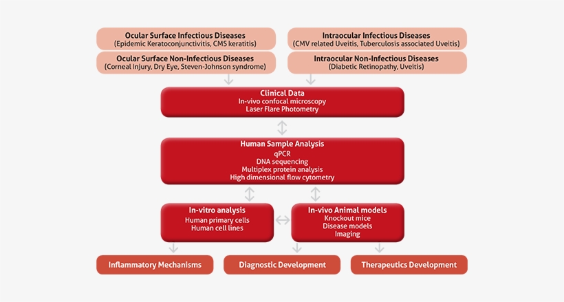 Oi Immunology1b - Ocular Inflammatory Disease, transparent png