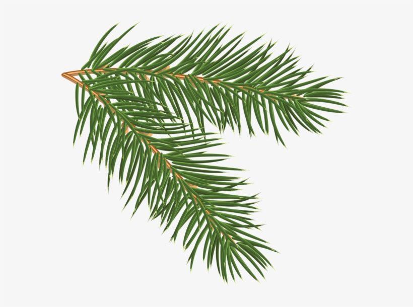 Clip Art Pine Branch, transparent png