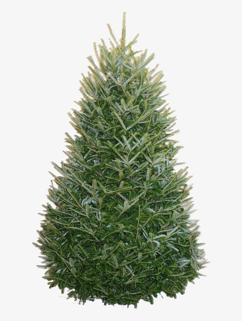 Fraser Fir Christmas Tree - Fraser Fir, transparent png