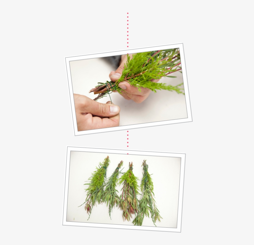 How To Make A Holiday Wreath Using Plants From Your - Georgia Pine, transparent png
