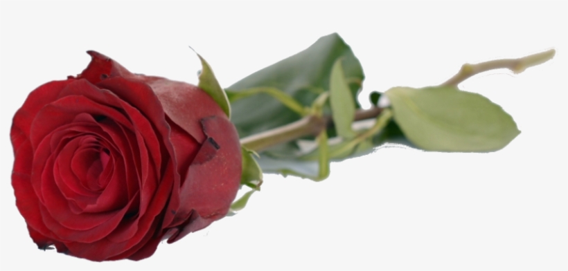 Good Evening With Rose, transparent png