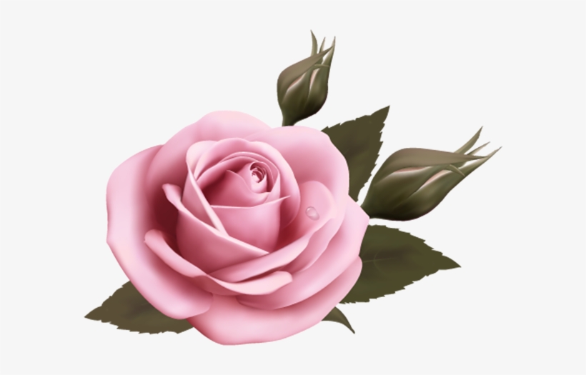 Цветок Розы, Красная Роза, Цветы - Rose Design On Wedding Cards, transparent png
