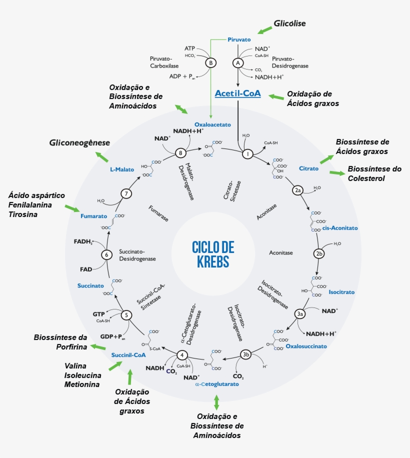 Caixa - Ciclo De Krebs En Español, transparent png