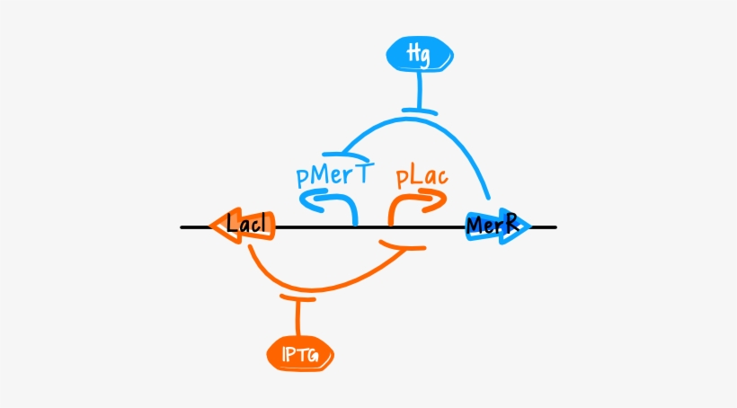 The Toggle Switch, transparent png