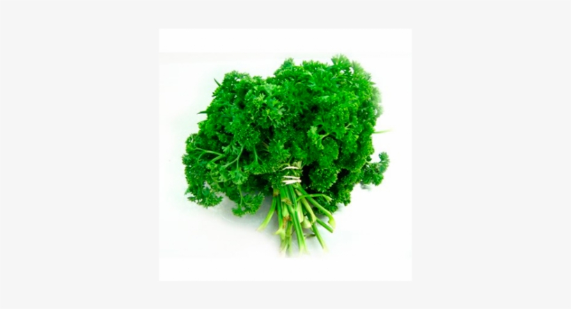 Perejil Crespo - Parsley, transparent png