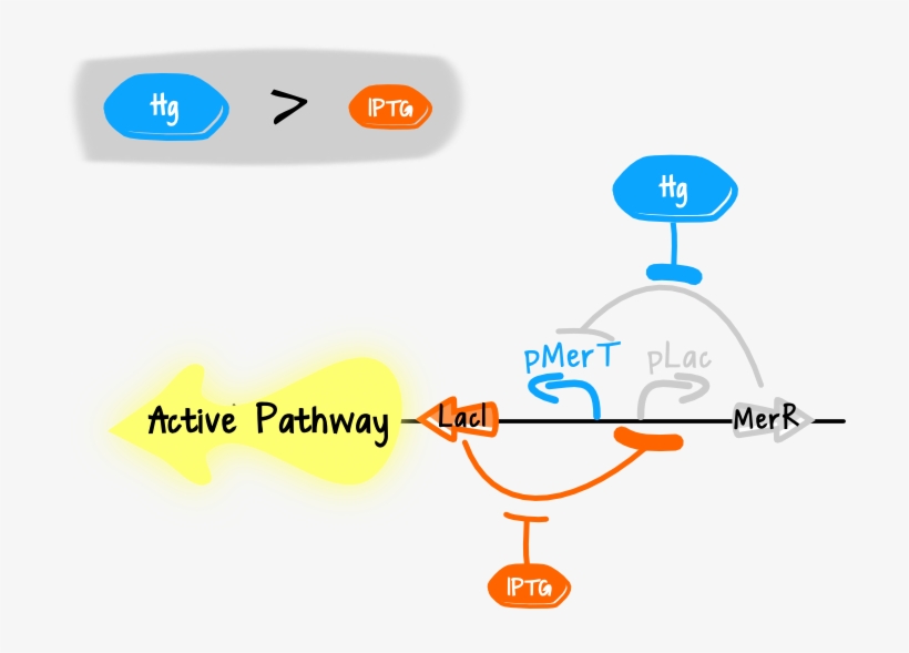 So, The Laci Proteins Will Be Expressed And By Repressing - Diagram, transparent png