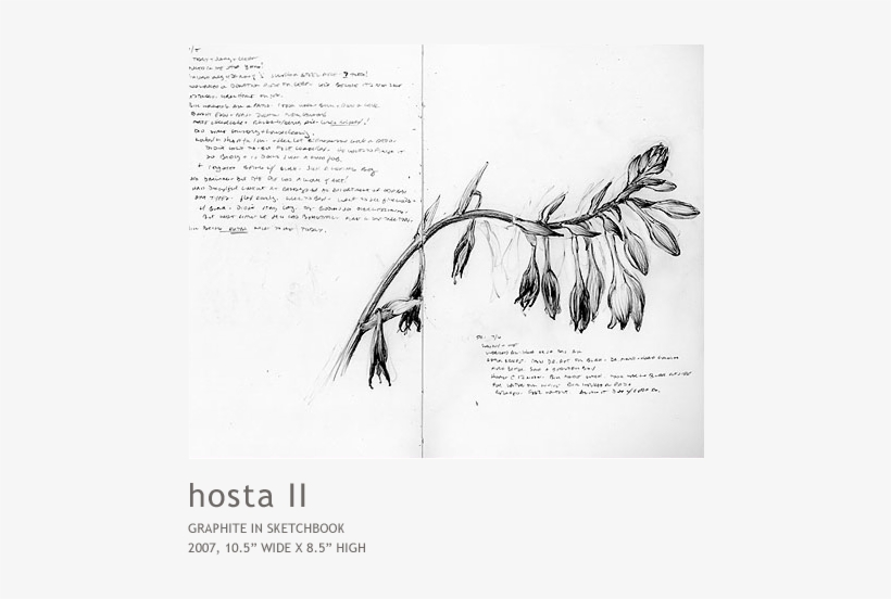 Hosta2 - Palm Tree, transparent png