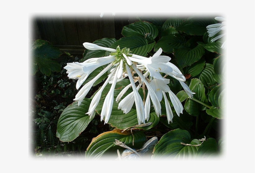 Hosta Plantaginea, transparent png