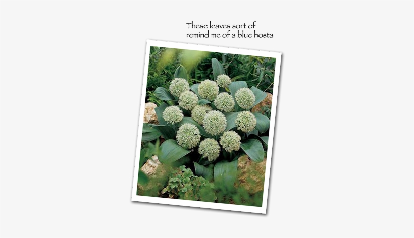 That's Ivory Queen Allium, And I Don't Think It Grows - Allium Ivory Queen, transparent png