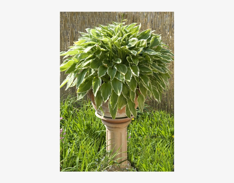 Hosta - Flowerpot, transparent png