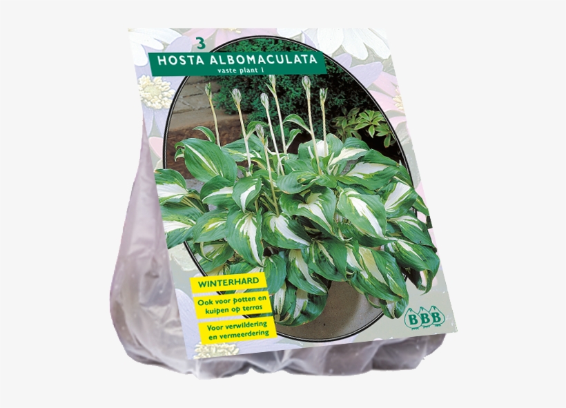 Hartenlelie Albomaculata - Crocus Jeanne D Arc 50 Stück Krokus 7 8 Blumenzwiebeln, transparent png