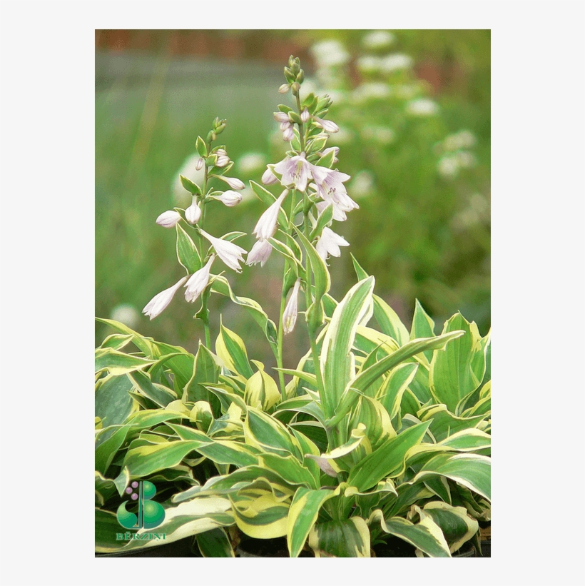Hosta, Šķirne - Cypripedium Ulla Silkens, transparent png