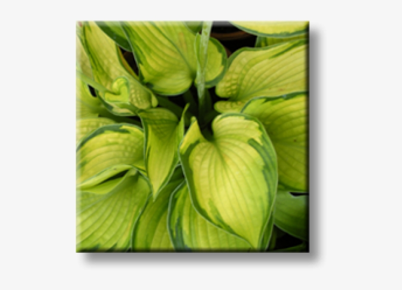 Bud, transparent png