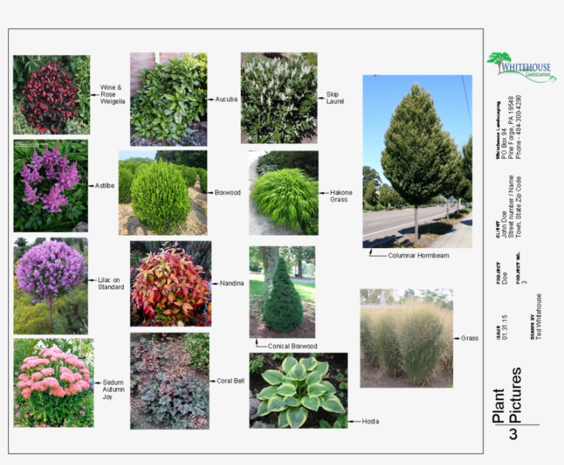 Clipart Resolution 1056*816 - 'firepower' Nandina - Nandina Domestica 'firepower, transparent png