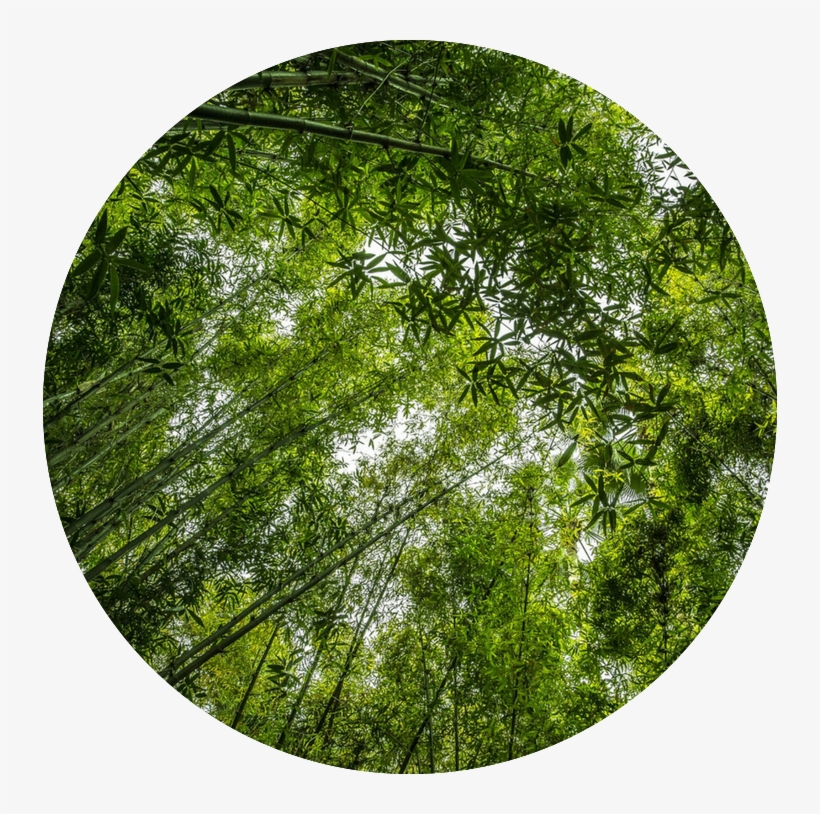 The History Of Chinese Bamboo Is Very Interesting And - Circle, transparent png