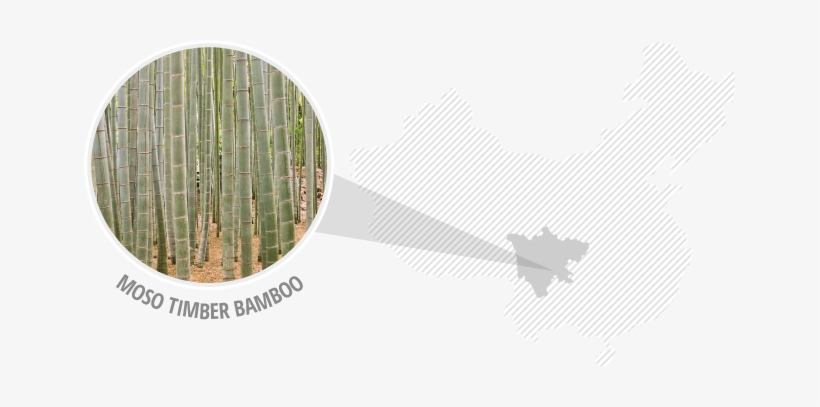 Moso Timber Bamboo - Pine, transparent png