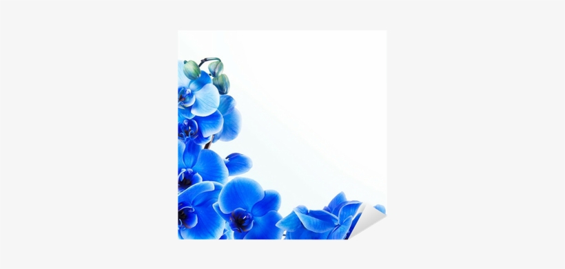 Sfondo Orchidea Blu, transparent png