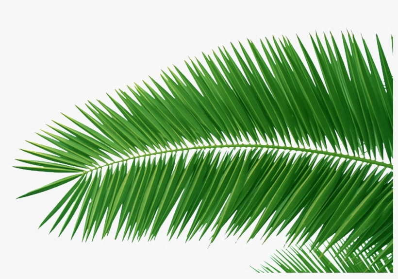 A Large Piece Of Iron Tree Leaves Transparent Plant - Christ The Redeemer, transparent png