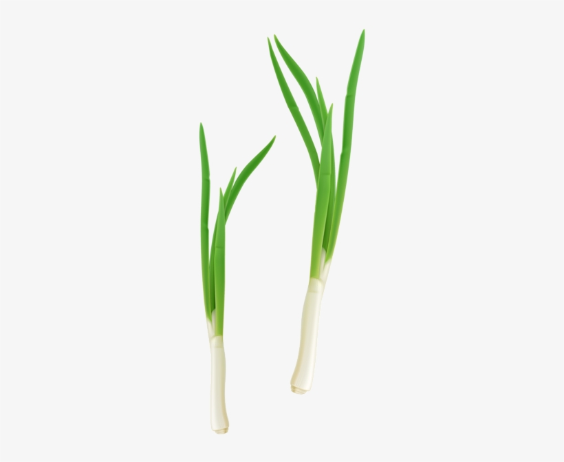 Green Fresh Onion Png Clipart - Cebolla De Verdeo Planta, transparent png
