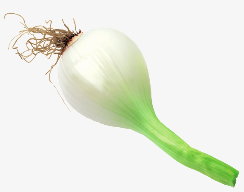 Onion Scanned - Wikimedia Commons, transparent png