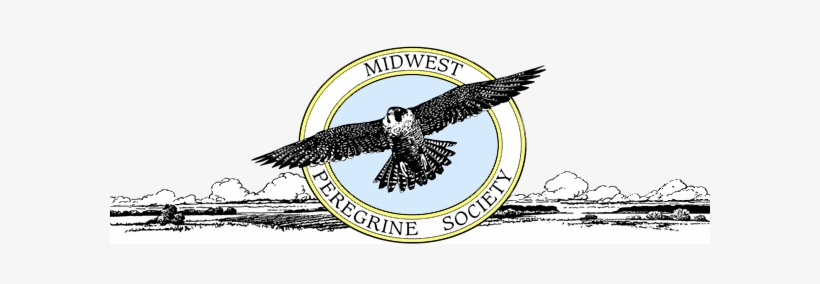 Hawk, transparent png