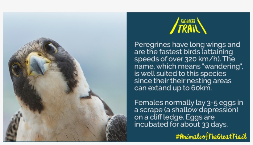 5 Mar - Peregrine Falcon, transparent png