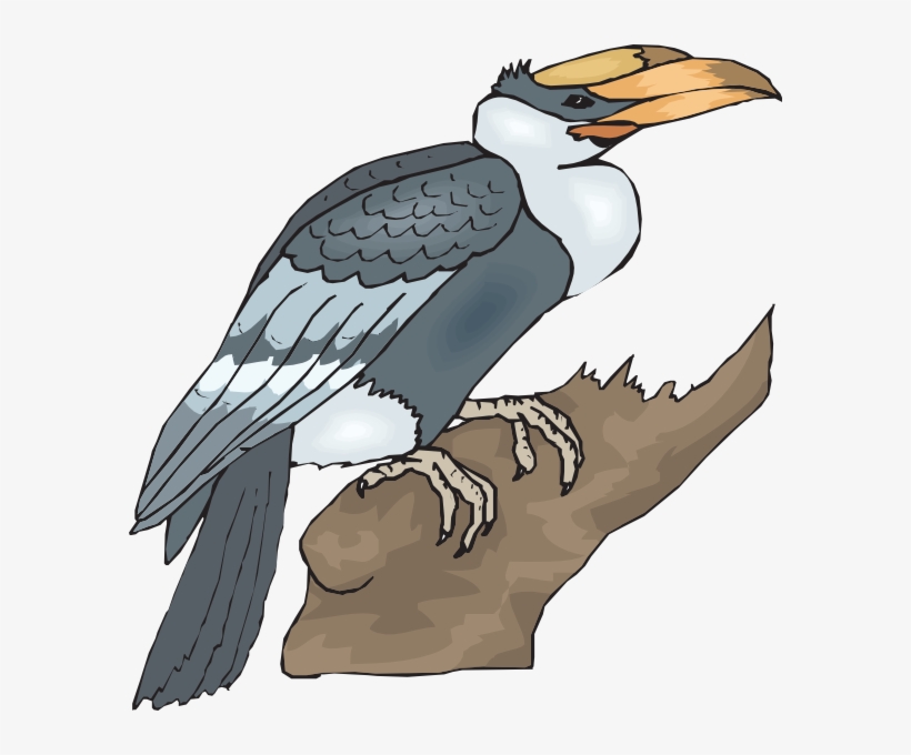 Falcon Clipart Branch - Clip Art Of Horn Bill, transparent png