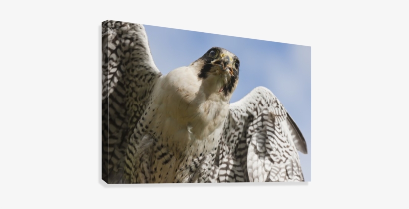 Peregrine Falcon - Posterazzi Peregrine Falcon (falco Peregrinus) Windermere, transparent png