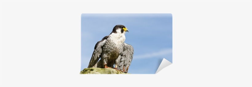 Peregrine Falcon, transparent png