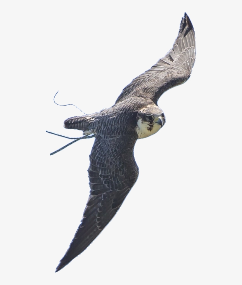 Falconry Display Team - Peregrine Falcon, transparent png
