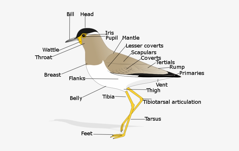 Birdmorphology - Anatomy Of A Bird, transparent png