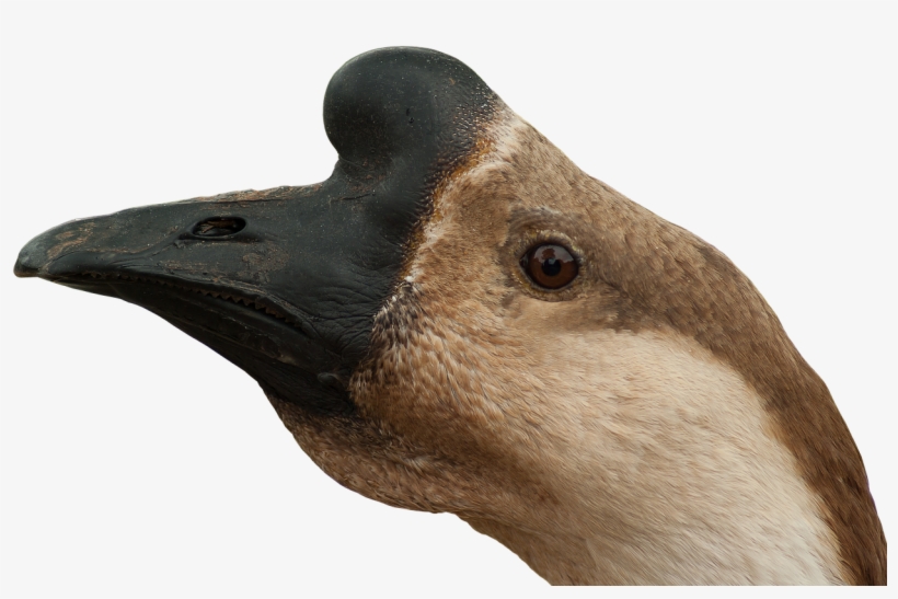 Ganso Cabeza Png, transparent png