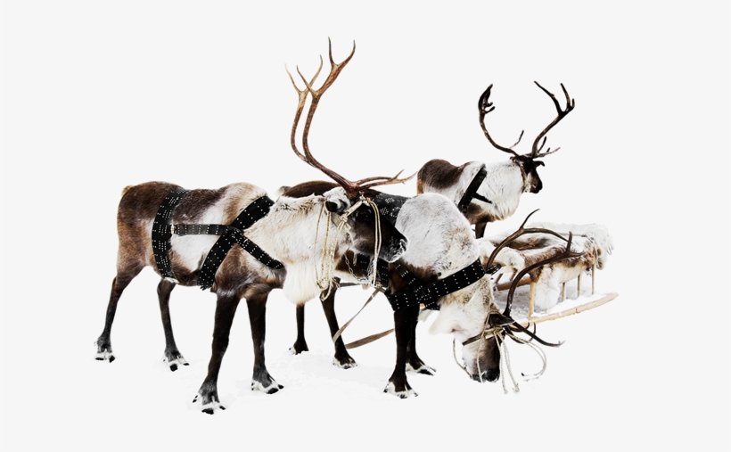 Enjoy 60% Off Any Website Template - Rudolph The Red-nosed Reindeer, Red, transparent png