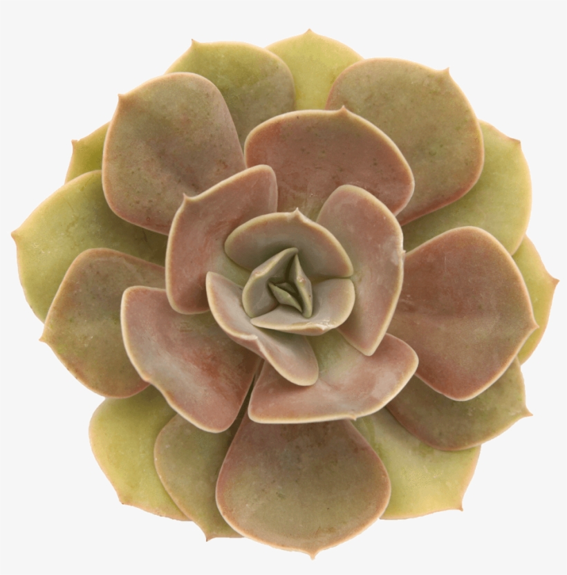 Echeveria 'lolita' - Molded Wax Agave, transparent png