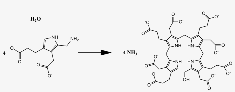 Overall Pbg Deaminase Reaction - Porphobilinogen Structure, transparent png