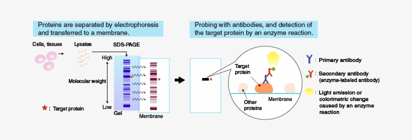 The Membrane With Transferred Proteins Is Then Probed - Western Blot Principle, transparent png