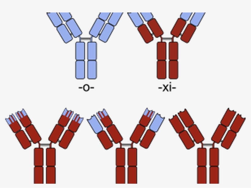 Anticuerpos Monoclonales En Autoinmunes, transparent png