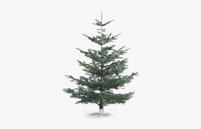 Noble Fir, transparent png