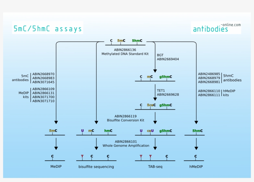 Genome Wide Dna Methylation Patterns - 5-hydroxymethylcytosine, transparent png
