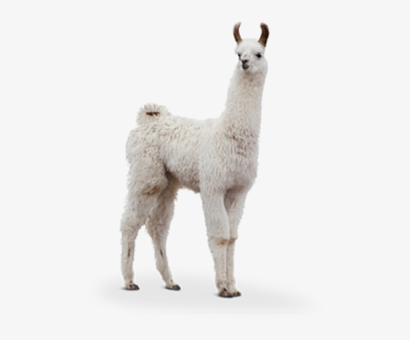 Report Abuse - Llama Stock, transparent png