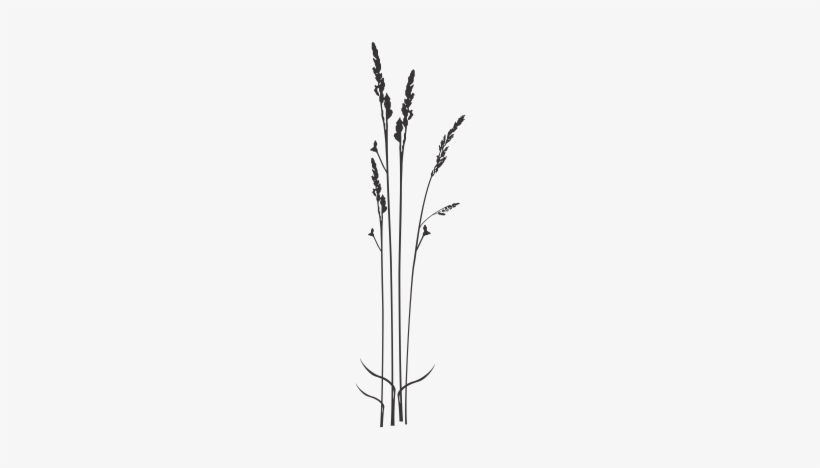 Choose Color - Twig, transparent png